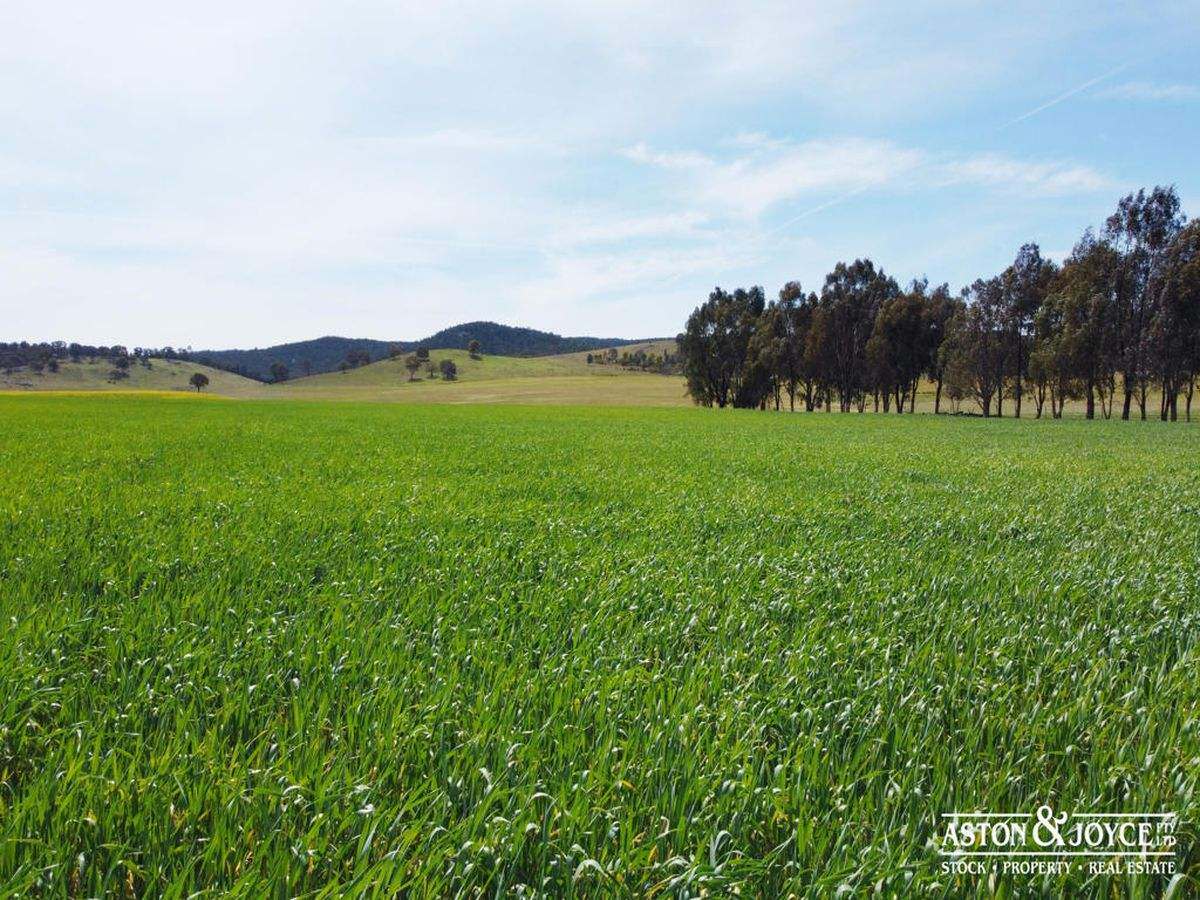 3378 Mid Western Highway, Grenfell For Sale by Farmbuy.com - image 37