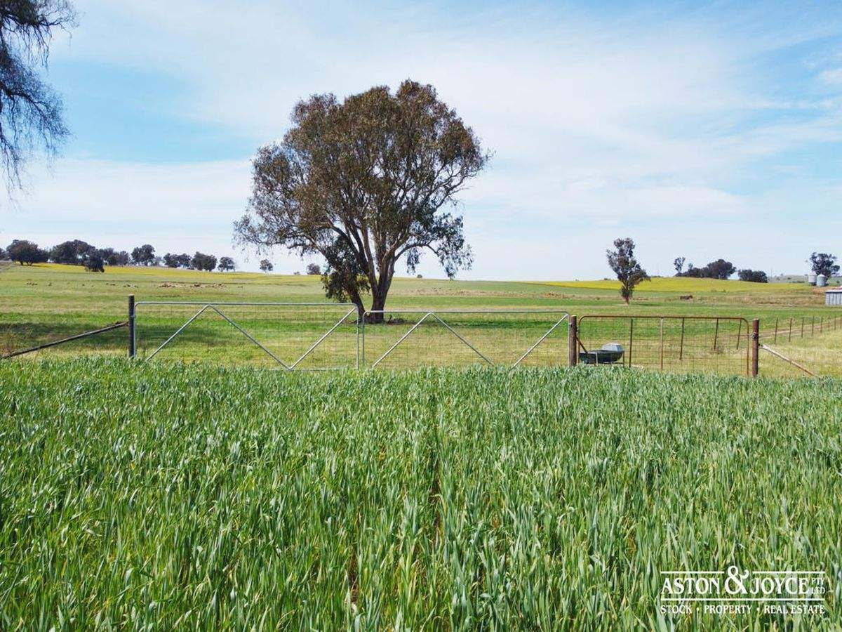 3378 Mid Western Highway, Grenfell For Sale by Farmbuy.com - image 38