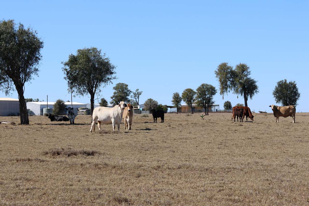 Blackwater Rolleston Road, Rolleston For Sale by Farmbuy.com - image 12