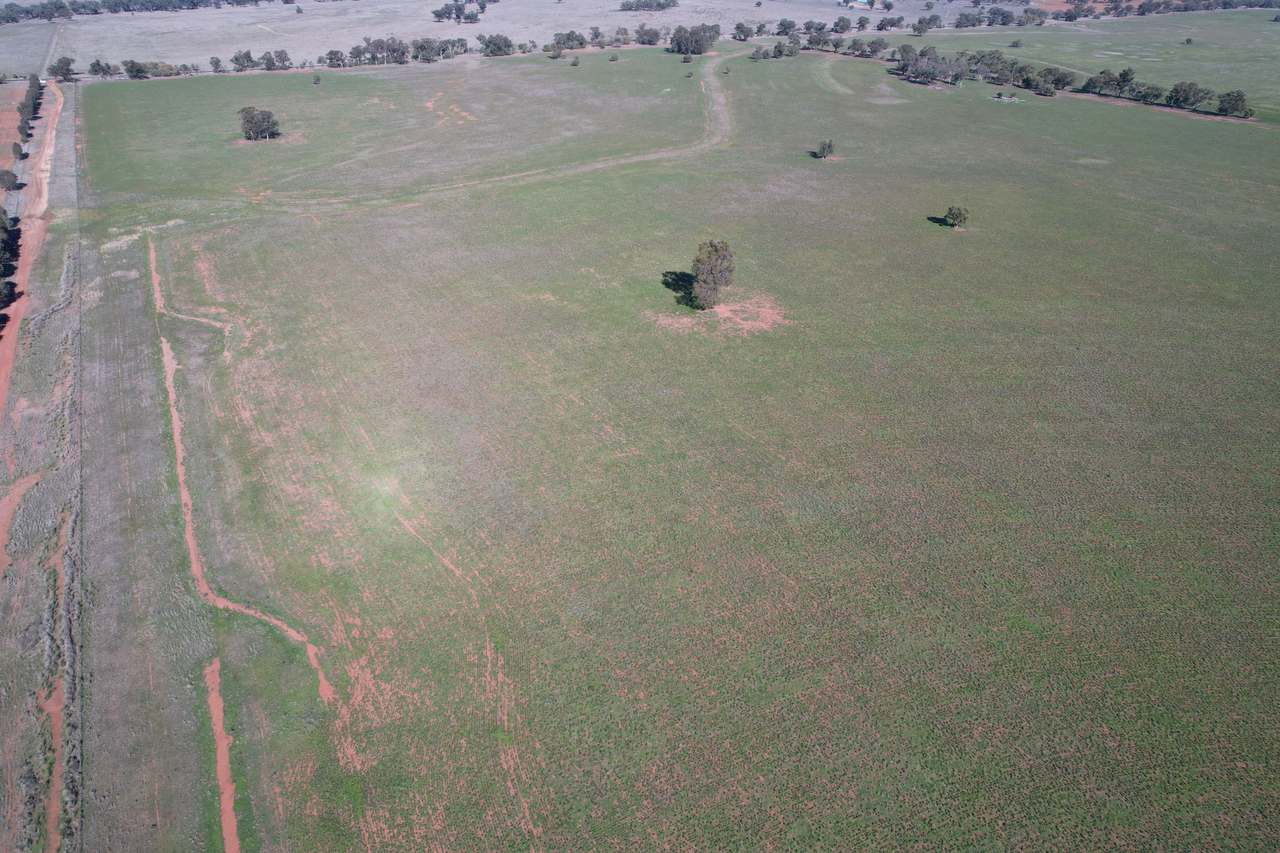 Plevna North, Boorr Hill Road, Trundle For Sale by Farmbuy.com - image 1