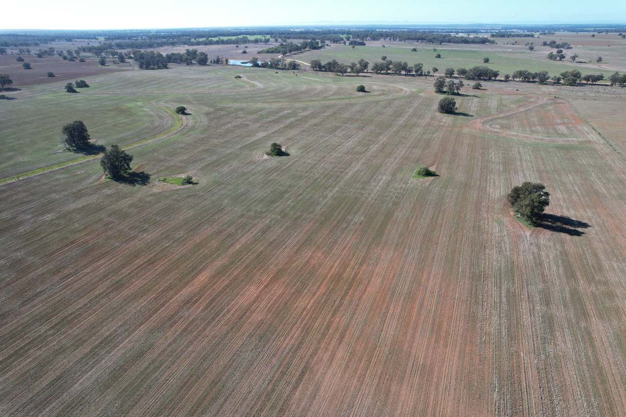 Plevna North, Boorr Hill Road, Trundle For Sale by Farmbuy.com - image 4