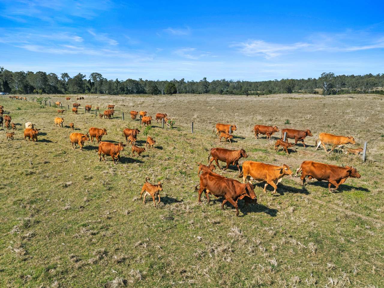 1974 Bauple Woolooga Road, Miva Auction by Farmbuy.com - image 9
