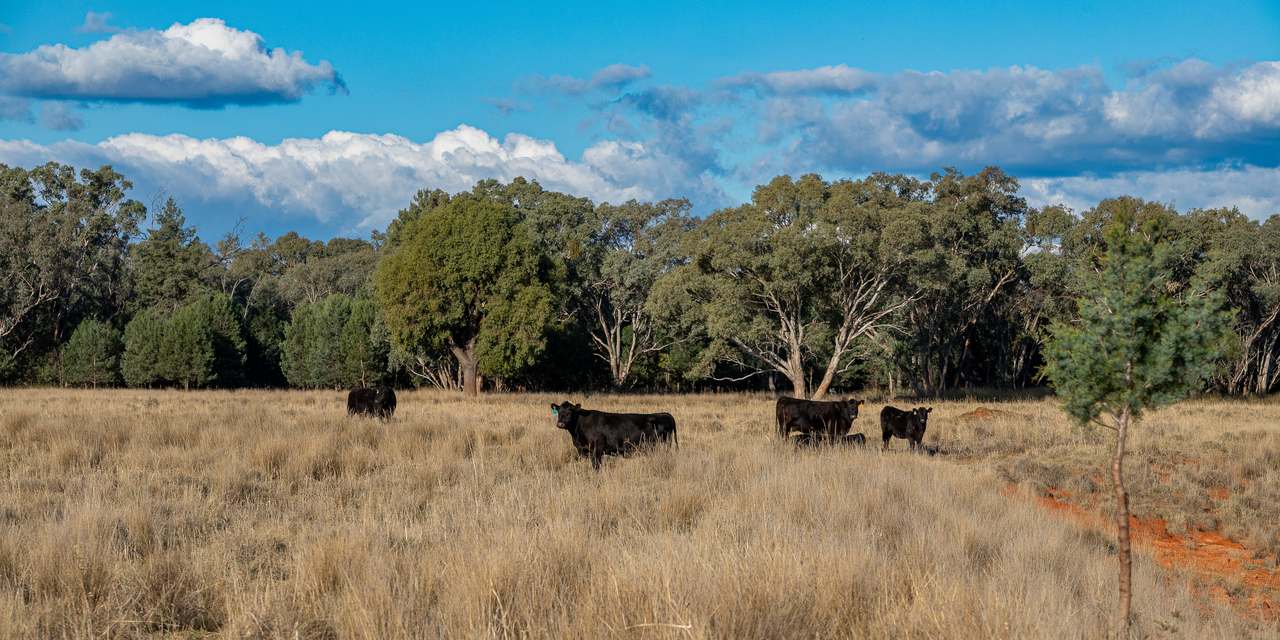 5128 Tooraweenah Road, Gulargambone Auction by Farmbuy.com - image 8