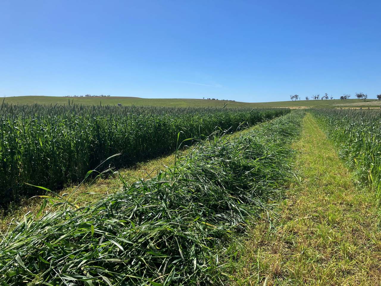 281 Crower Road, Avenue Range For Sale by Farmbuy.com - image 2