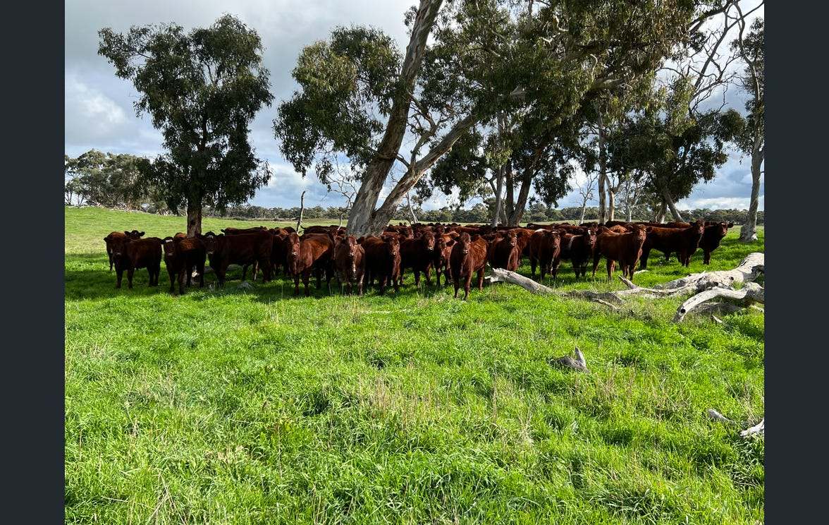 281 Crower Road, Avenue Range For Sale by Farmbuy.com - image 34