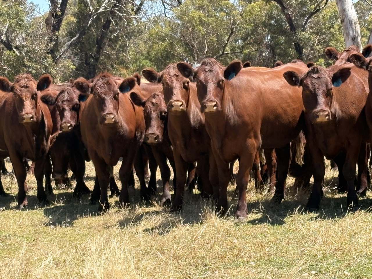 281 Crower Road, Avenue Range For Sale by Farmbuy.com - image 1