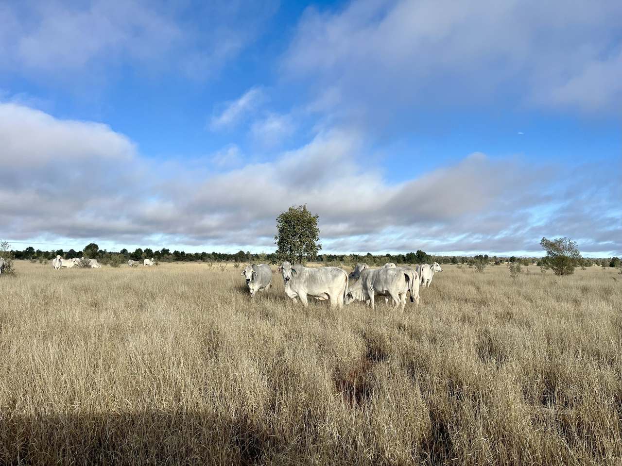 Ballaroo  For Sale by Farmbuy.com - image 9