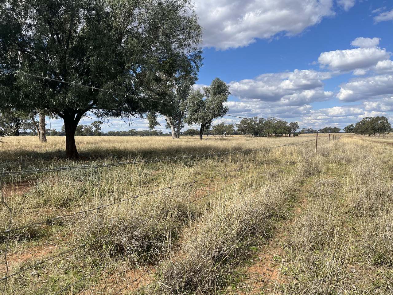 Ballaroo  For Sale by Farmbuy.com - image 20