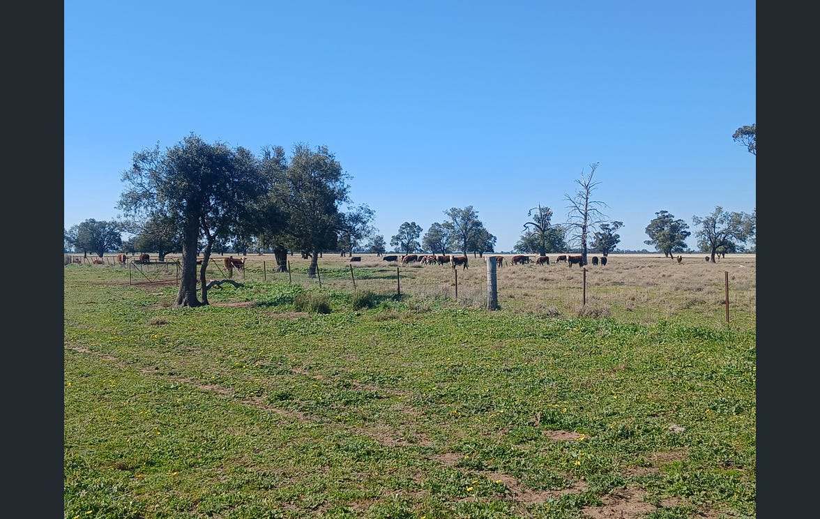 795 Armatree Road, Armatree Auction by Farmbuy.com - image 15