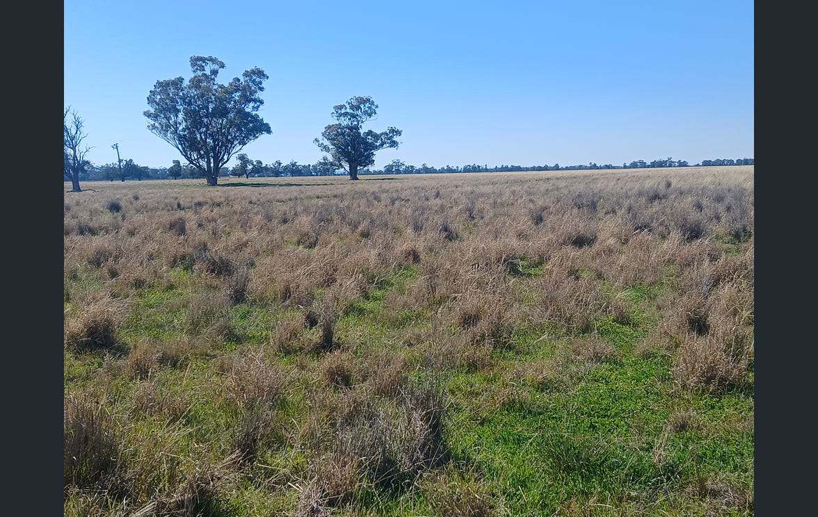 795 Armatree Road, Armatree Auction by Farmbuy.com - image 17