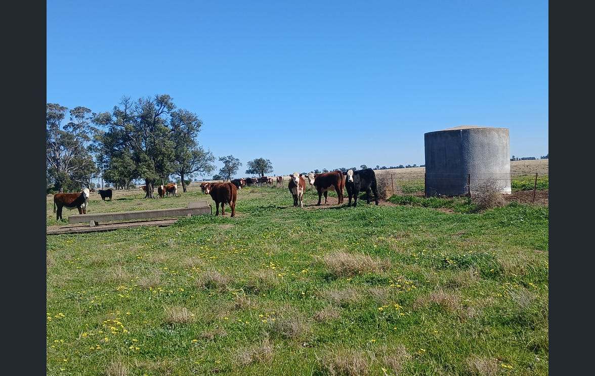 795 Armatree Road, Armatree Auction by Farmbuy.com - image 23