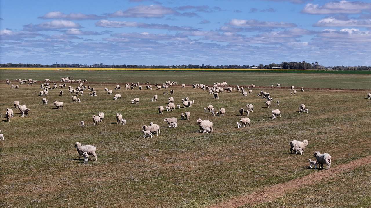 408 Cashmere Road, Widgelli For Sale by Farmbuy.com - image 20