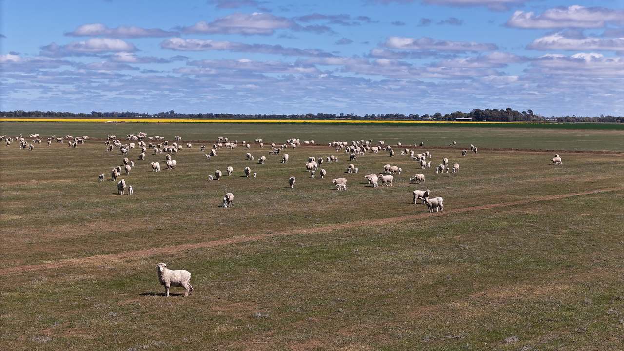 408 Cashmere Road, Widgelli For Sale by Farmbuy.com - image 19