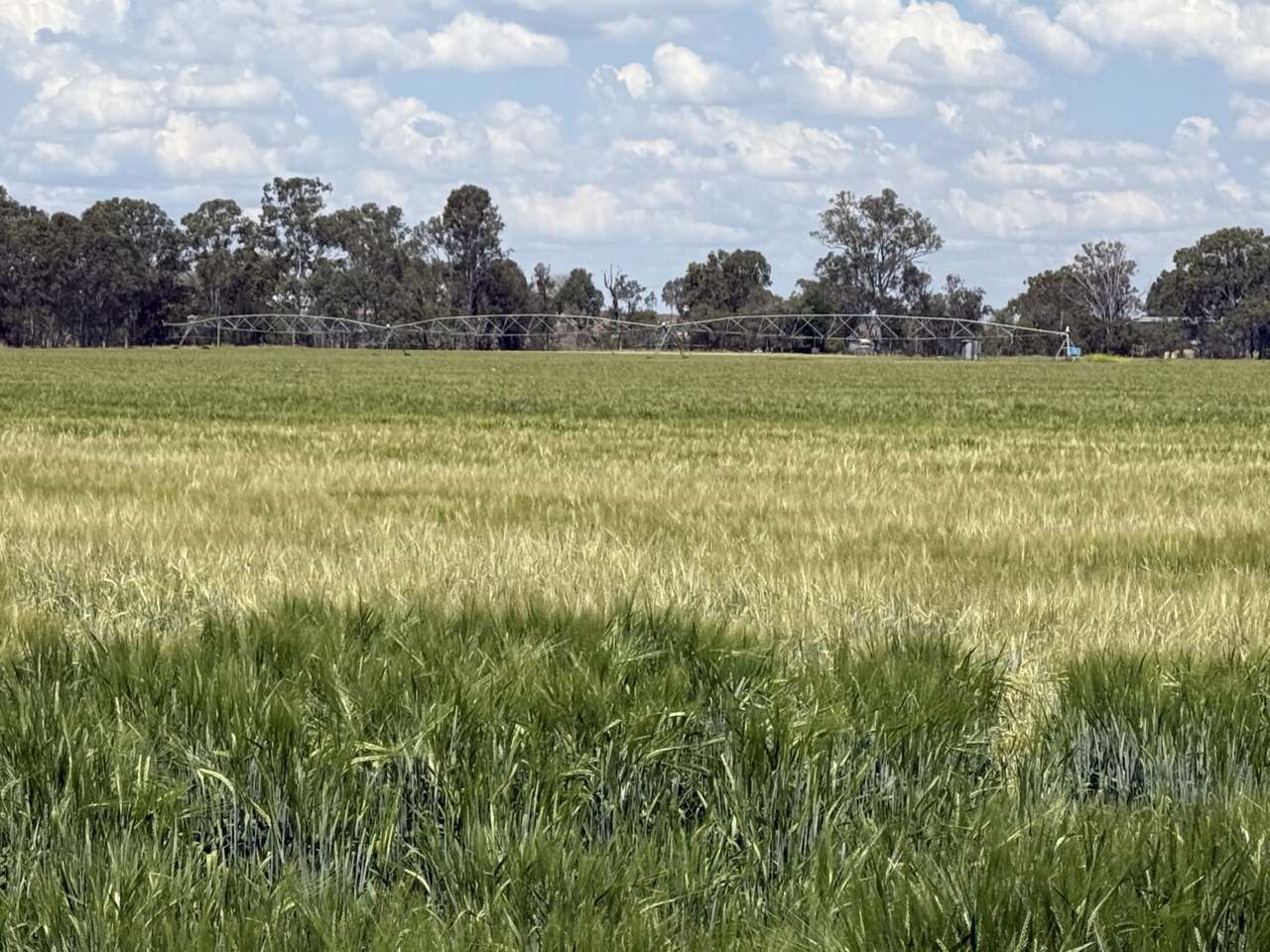 Burnett Highway, Three Moon,, Monto Auction by Farmbuy.com - image 4