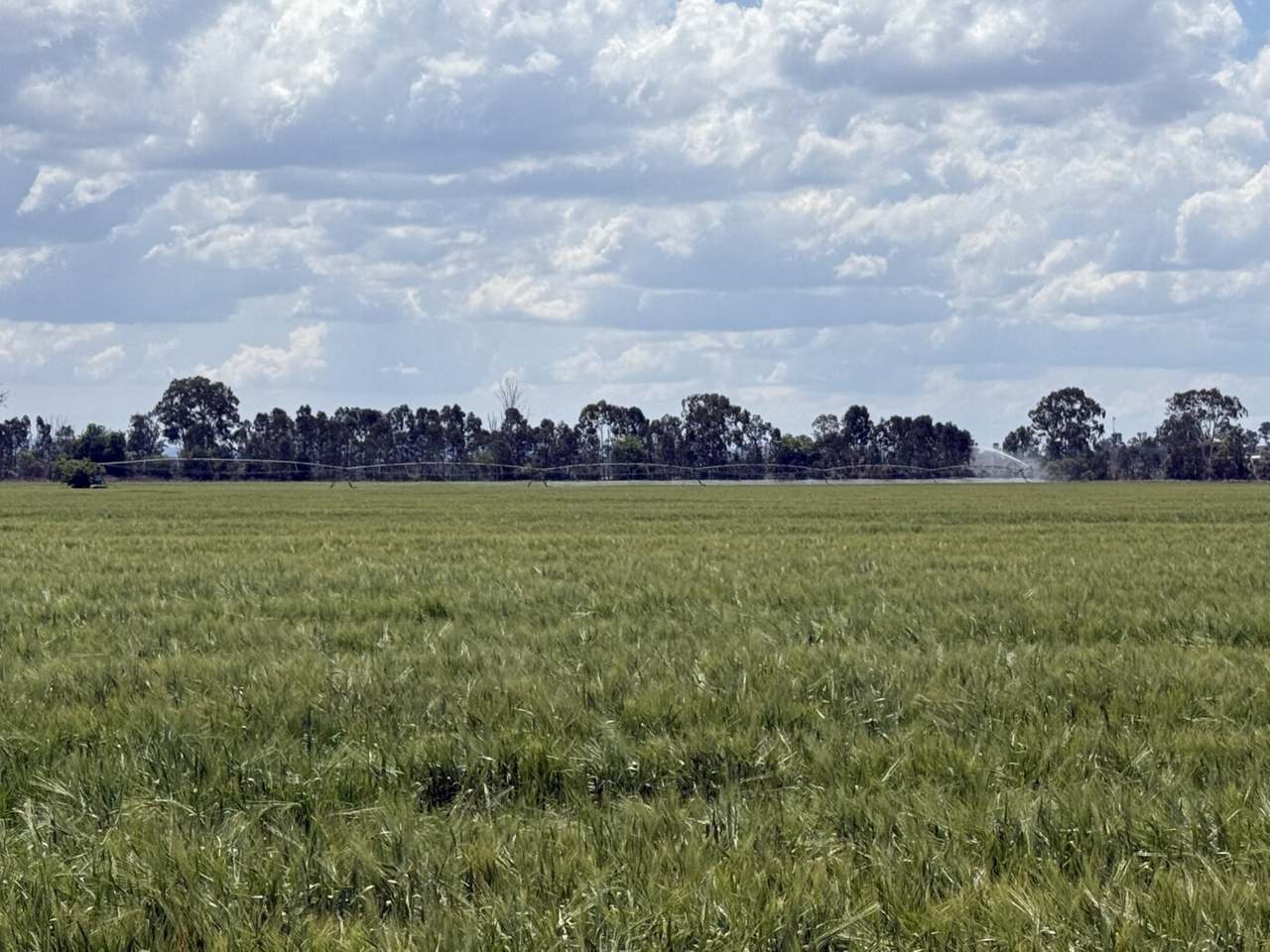 Burnett Highway, Three Moon,, Monto Auction by Farmbuy.com - image 5