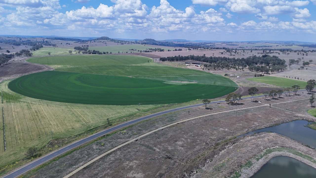 Burnett Highway, Three Moon,, Monto Auction by Farmbuy.com - image 12