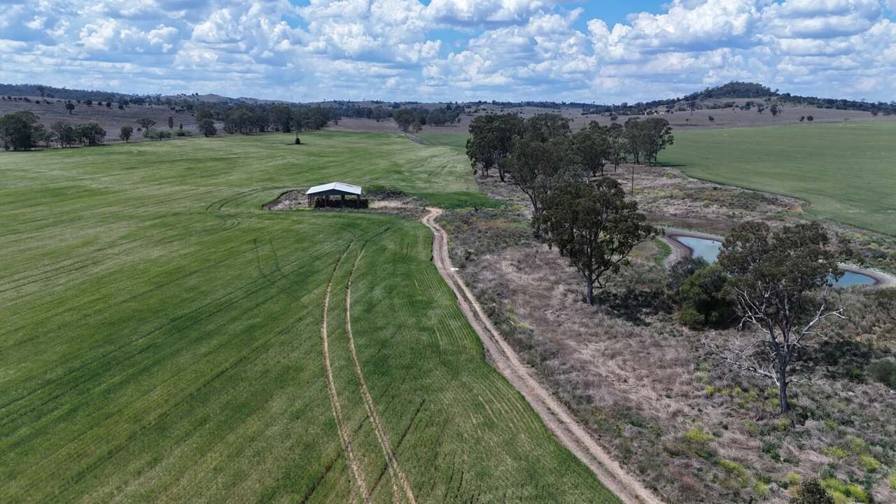 Burnett Highway, Three Moon,, Monto Auction by Farmbuy.com - image 7