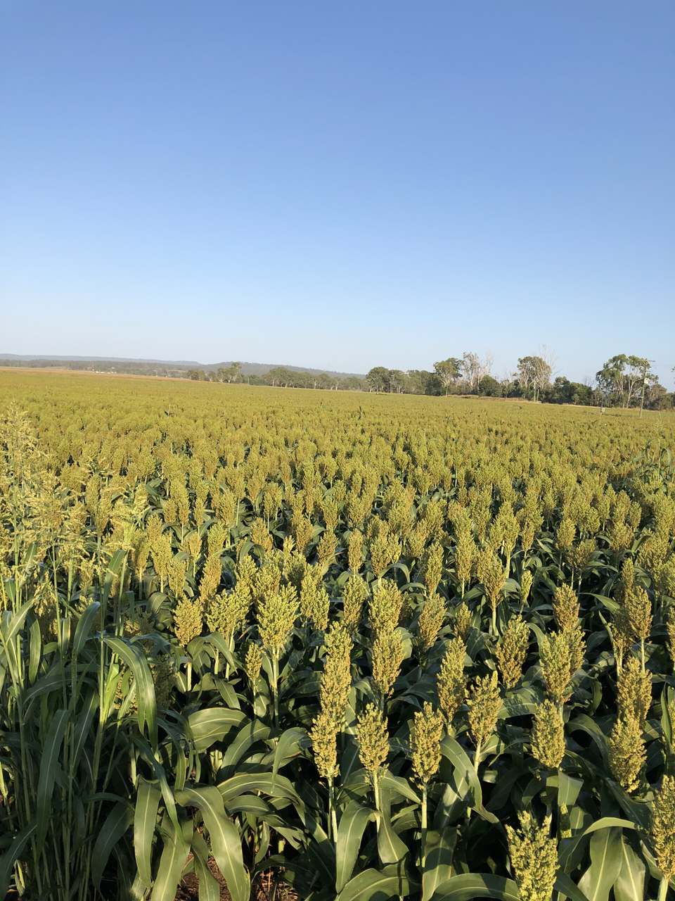 Burnett Highway, Three Moon,, Monto Auction by Farmbuy.com - image 14