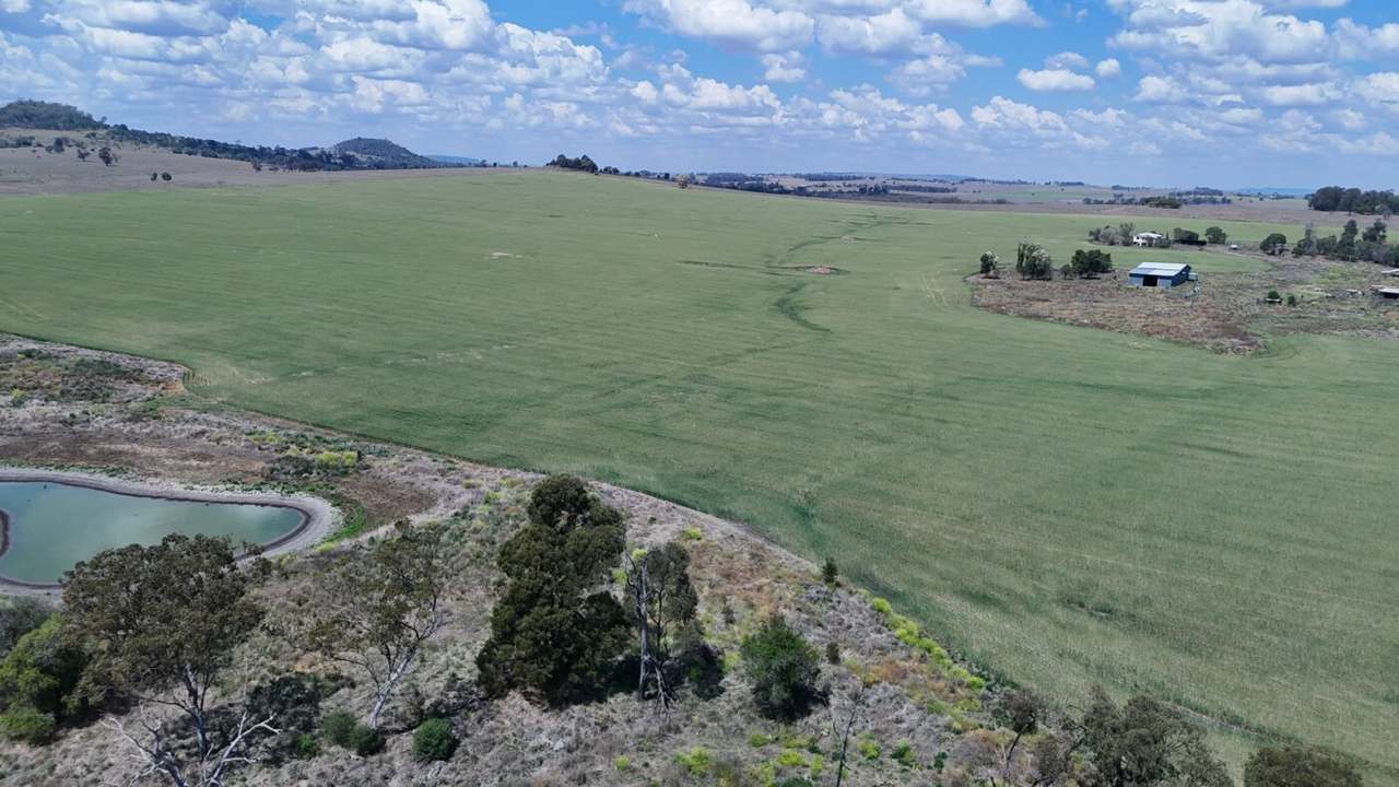 Burnett Highway, Three Moon,, Monto Auction by Farmbuy.com - image 13