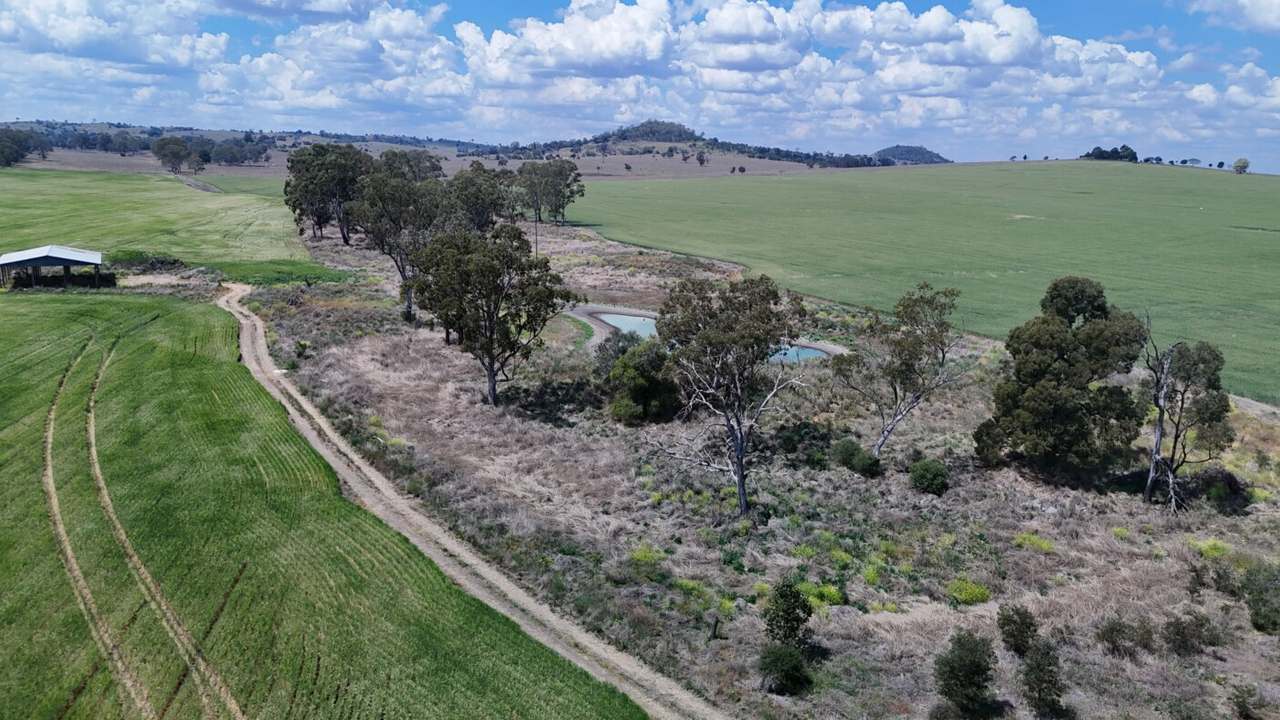 Burnett Highway, Three Moon,, Monto Auction by Farmbuy.com - image 8