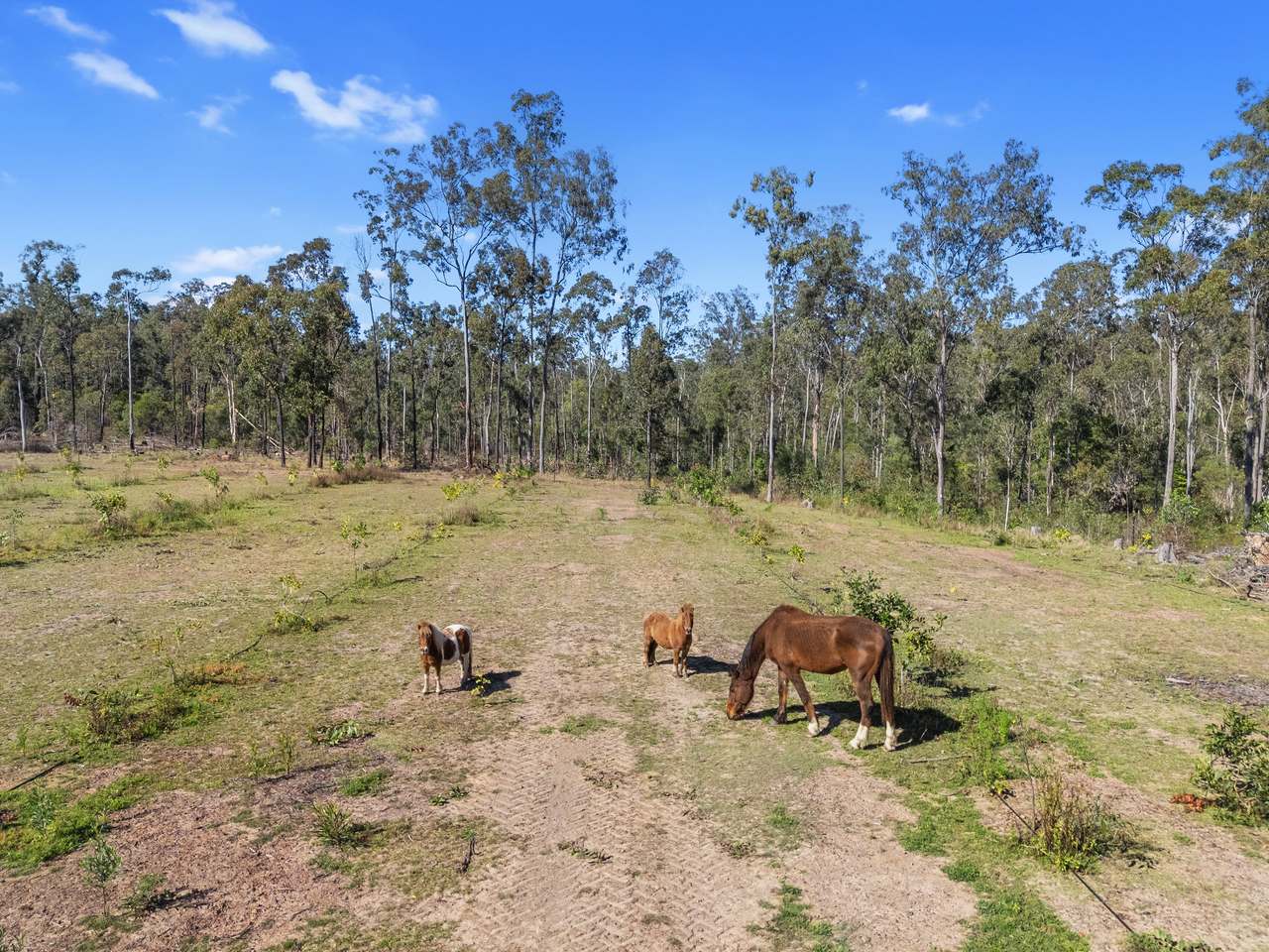 423 Wards Road, Glenwood For Sale by Farmbuy.com - image 17