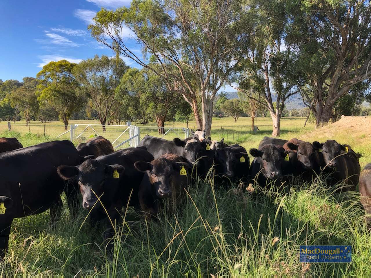 384 Dry Creek Road, Georges Creek For Sale by Farmbuy.com - image 26