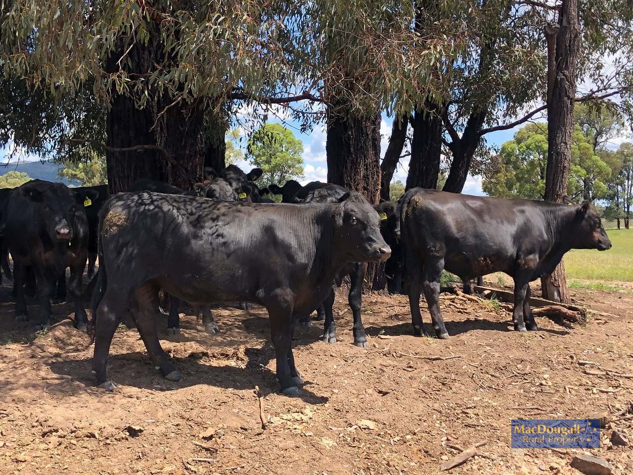 384 Dry Creek Road, Georges Creek For Sale by Farmbuy.com - image 27