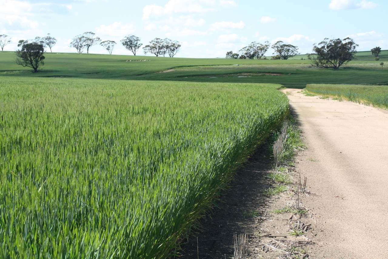Glentromie-Yerecoin Road, Yerecoin For Sale by Farmbuy.com - image 12