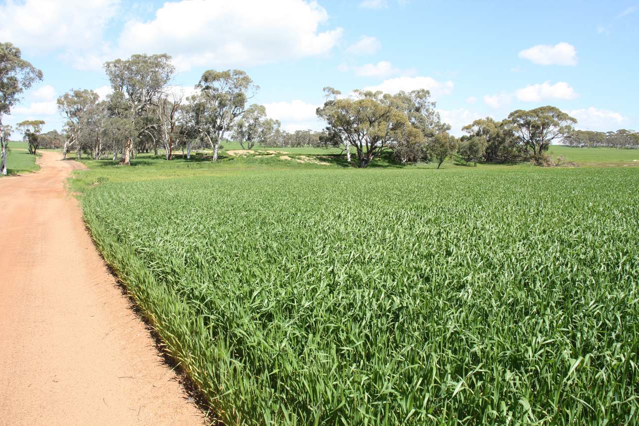 Glentromie-Yerecoin Road, Yerecoin For Sale by Farmbuy.com - image 13