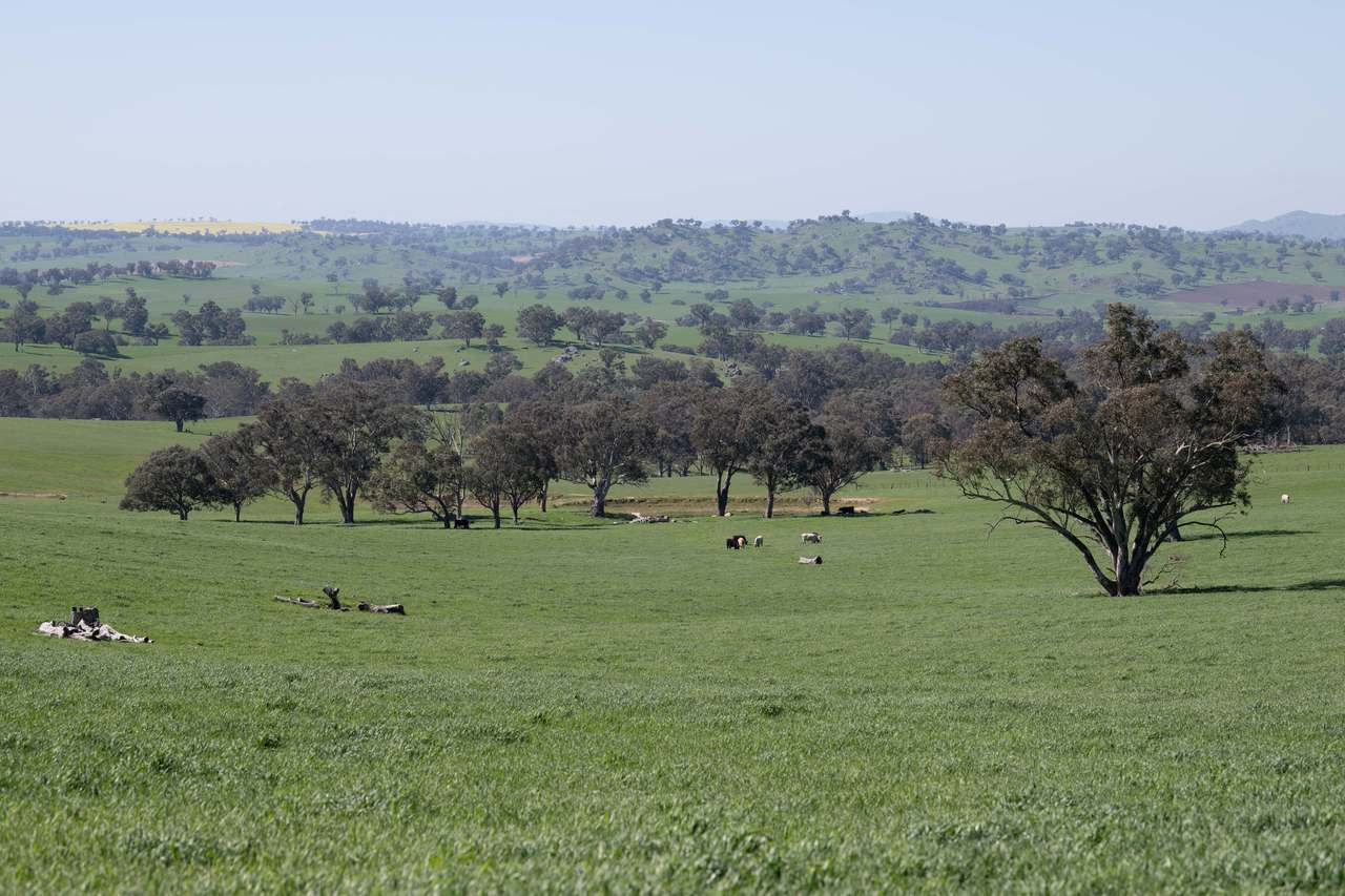 474 Spring Dam Road,  Coolac Auction by Farmbuy.com - image 4