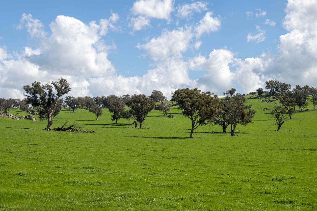 474 Spring Dam Road,  Coolac Auction by Farmbuy.com - image 7