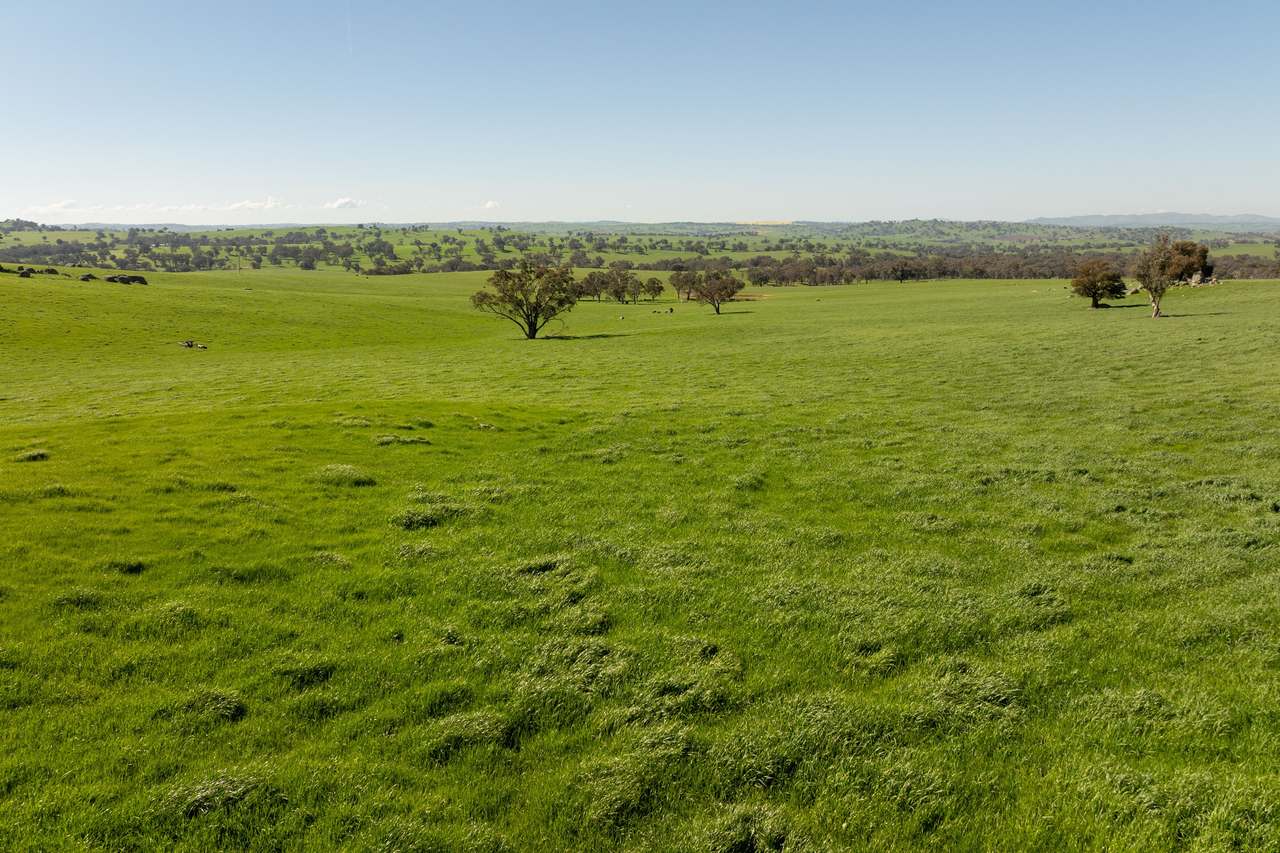 474 Spring Dam Road,  Coolac Auction by Farmbuy.com - image 2