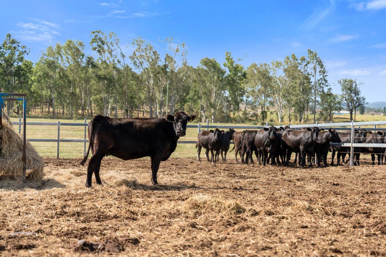 8321 Brisbane Valley Highway, Harlin For Sale by Farmbuy.com - image 13