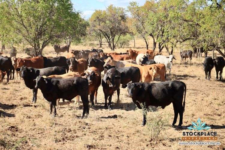 "Glendower", Prairie Auction by Farmbuy.com - image 35