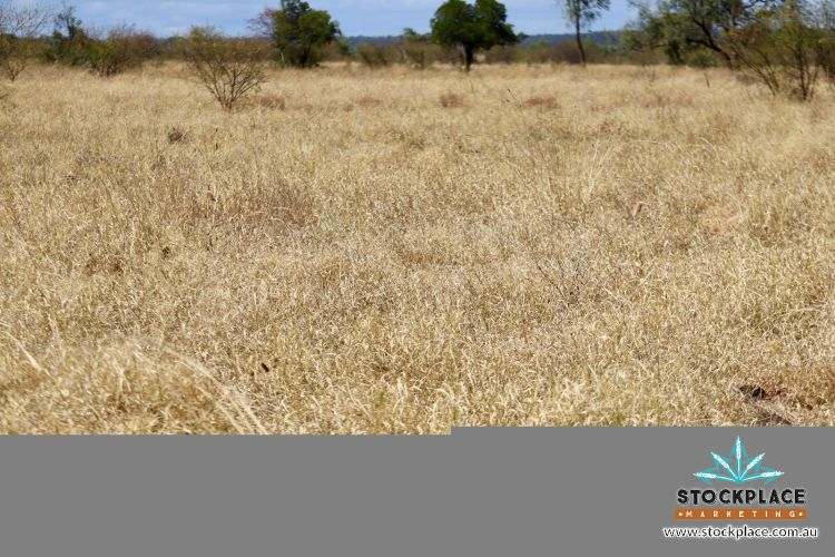 "Glendower", Prairie Auction by Farmbuy.com - image 29