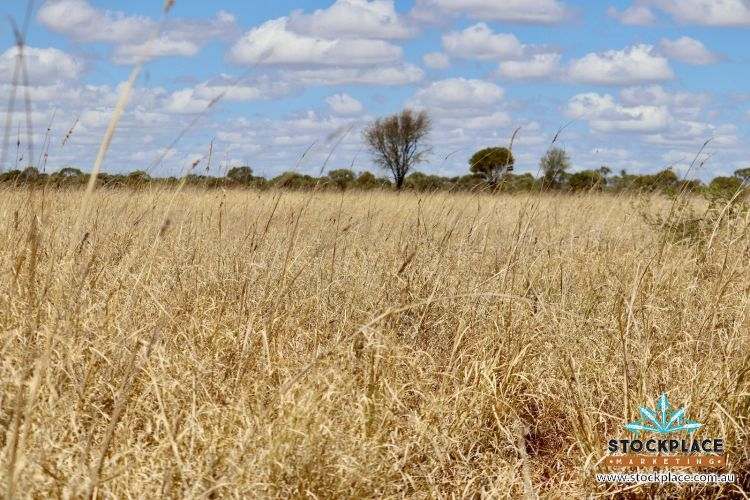 "Glendower", Prairie Auction by Farmbuy.com - image 22