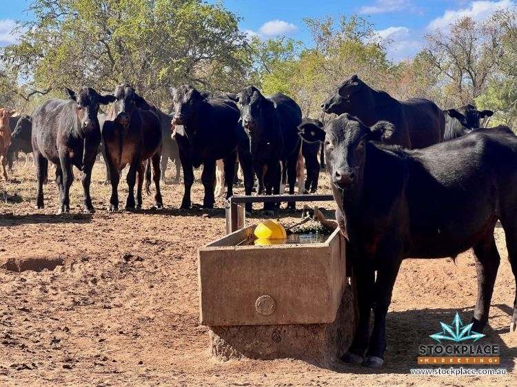"Glendower", Prairie Auction by Farmbuy.com - image 60