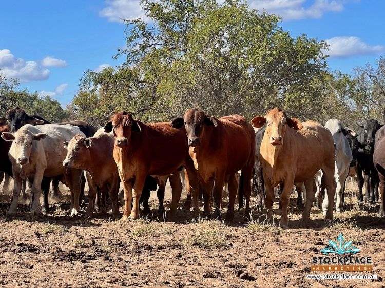 "Glendower", Prairie Auction by Farmbuy.com - image 59