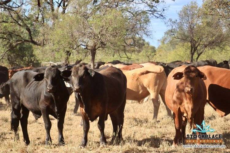 "Glendower", Prairie Auction by Farmbuy.com - image 42