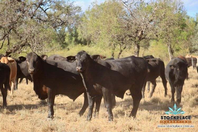 "Glendower", Prairie Auction by Farmbuy.com - image 43