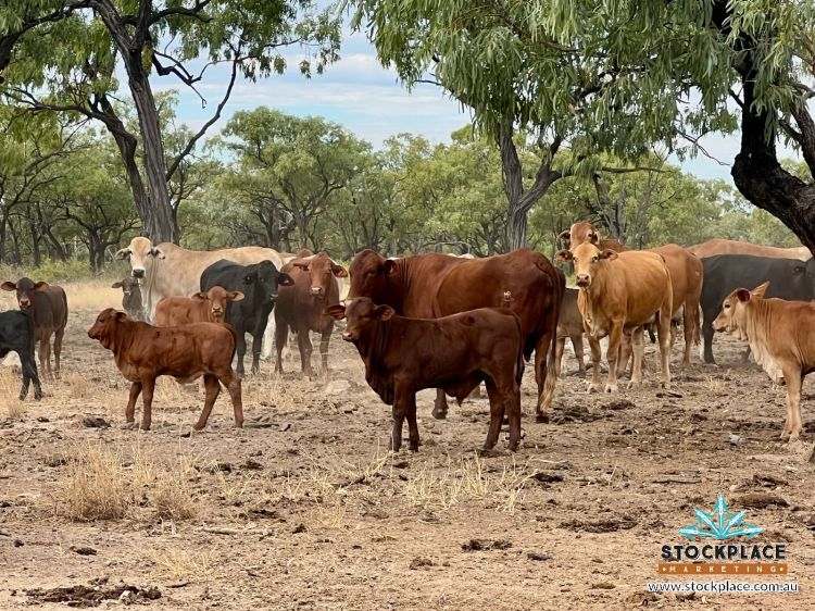 "Glendower", Prairie Auction by Farmbuy.com - image 48