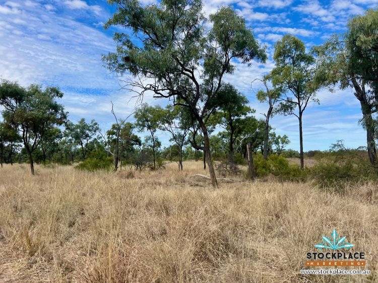 "Glendower", Prairie Auction by Farmbuy.com - image 47