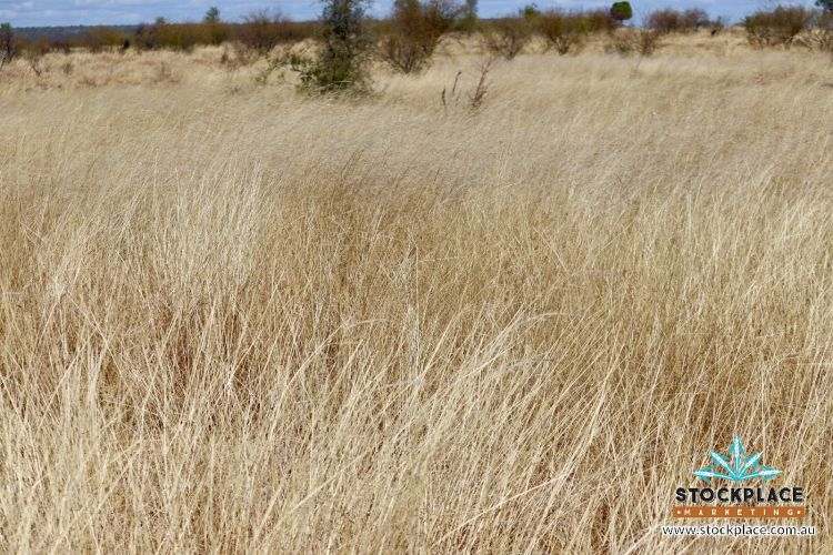 "Glendower", Prairie Auction by Farmbuy.com - image 31