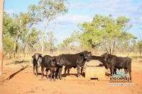 "Glendower", Prairie Auction by Farmbuy.com - image 45