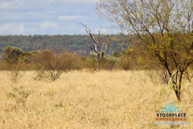 "Glendower", Prairie Auction by Farmbuy.com - image 28