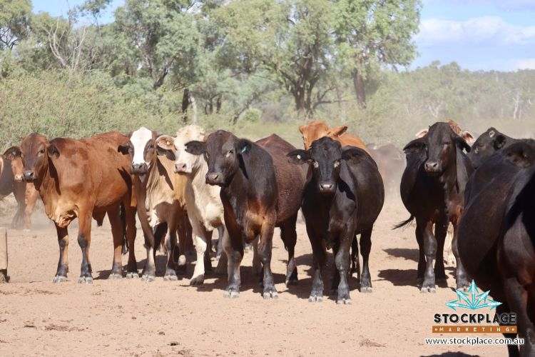 "Glendower", Prairie Auction by Farmbuy.com - image 38
