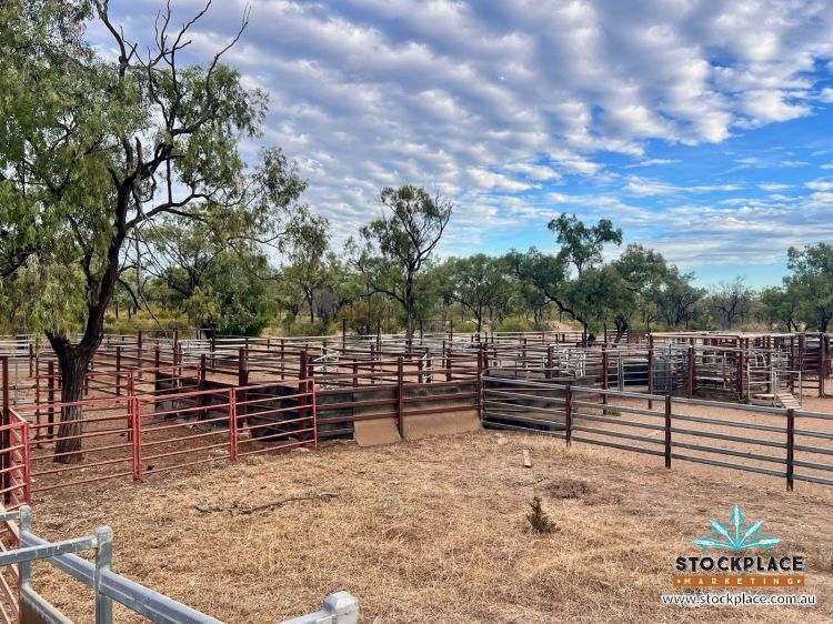 "Glendower", Prairie Auction by Farmbuy.com - image 53