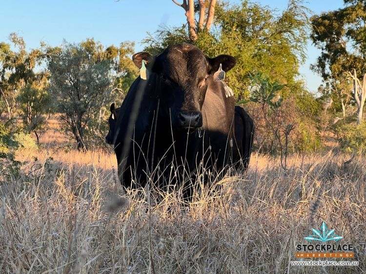 "Glendower", Prairie Auction by Farmbuy.com - image 68