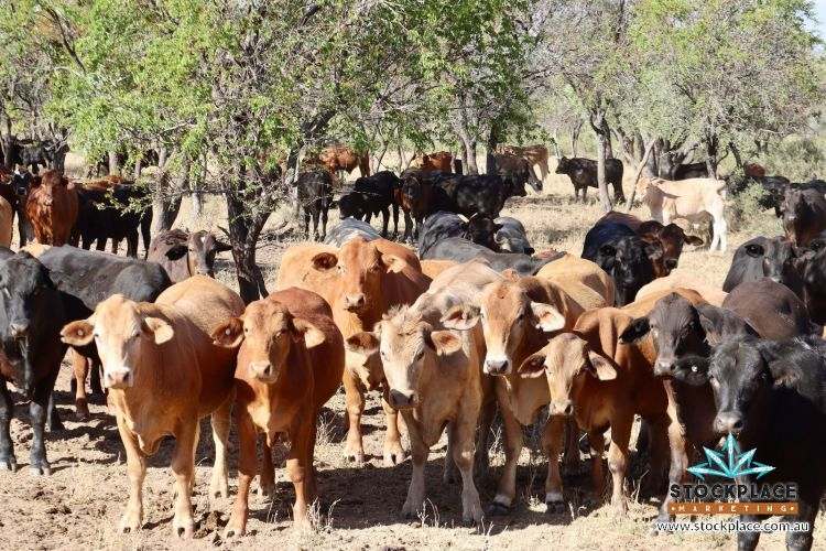 "Glendower", Prairie Auction by Farmbuy.com - image 41