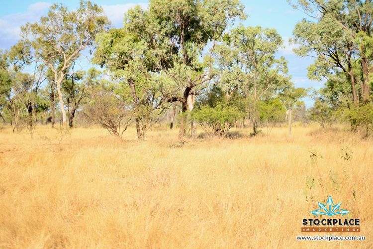 "Glendower", Prairie Auction by Farmbuy.com - image 44